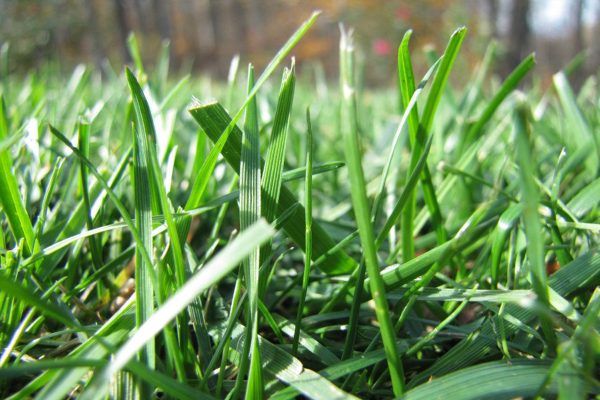 Lime Application for Your Lawn: The What, When, & Why - Green Care Turf