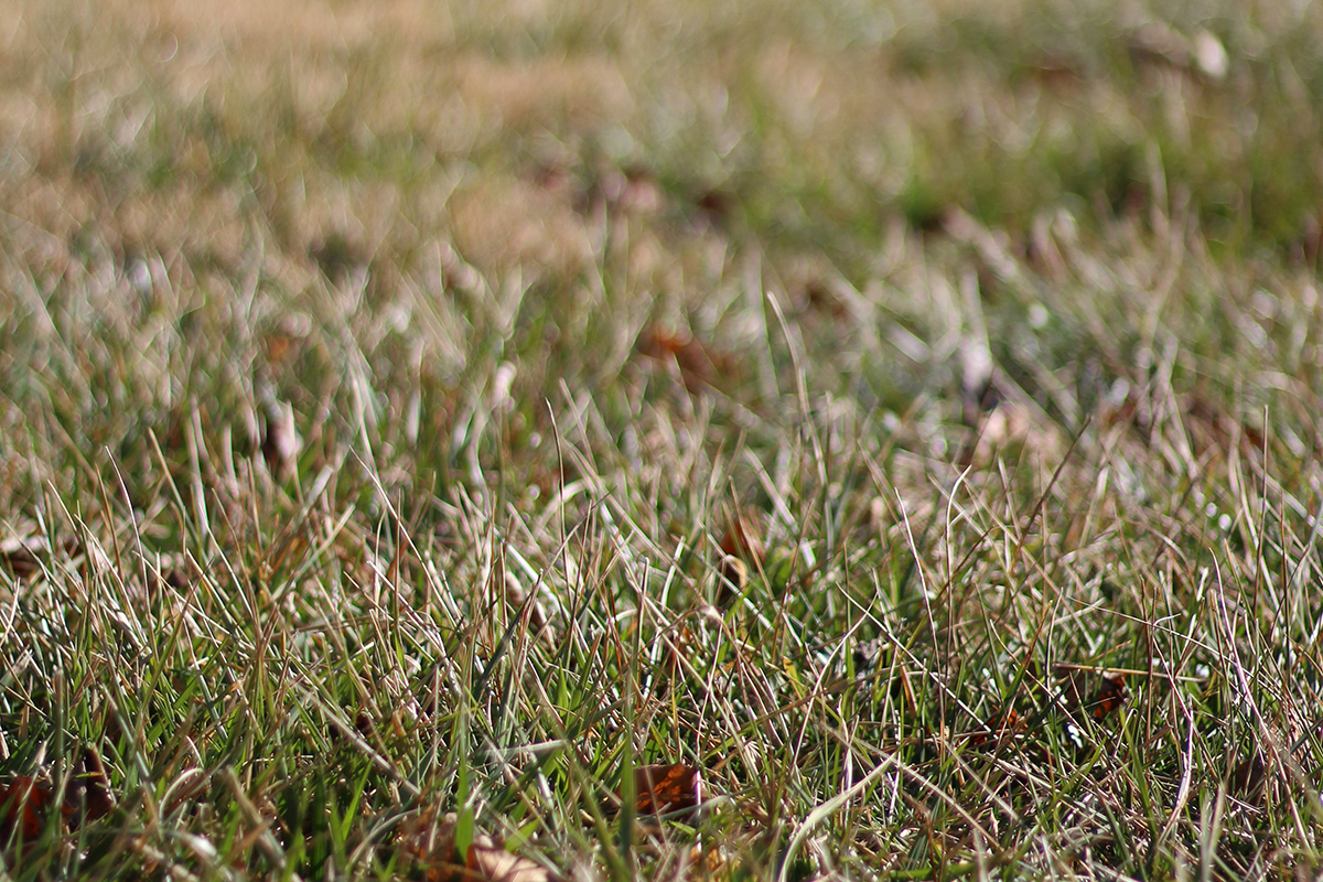 How Do Our Lawns Weather The Cold Of Winter Green Care Turf Management