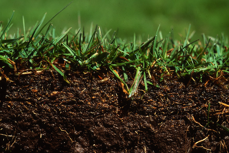 Different Types of Grass Growth: Root Growth vs. Top Growth